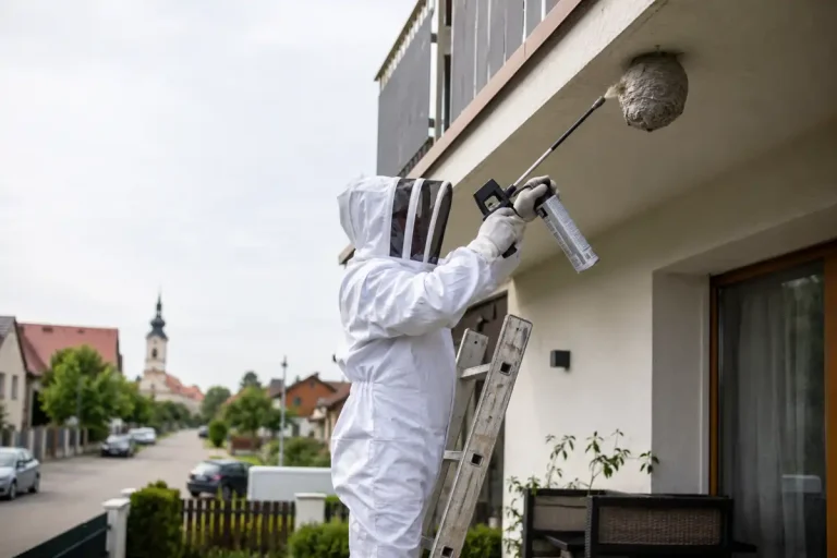 Likvidácia ôs a sršňov - Čuňovo. Odstránenie osieho hniezda - Nonstop 24/7 - DDD365